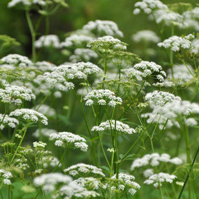 Herbe aux goutteux - Willemse