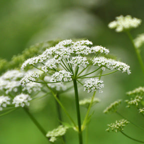 Aegopodium podagraria - Herbe aux goutteux - Vivaces couvre-sol