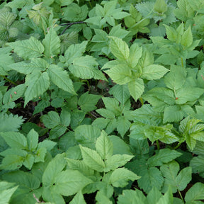 Aegopodium podagraria - Herbe aux goutteux - Vivaces couvre-sol