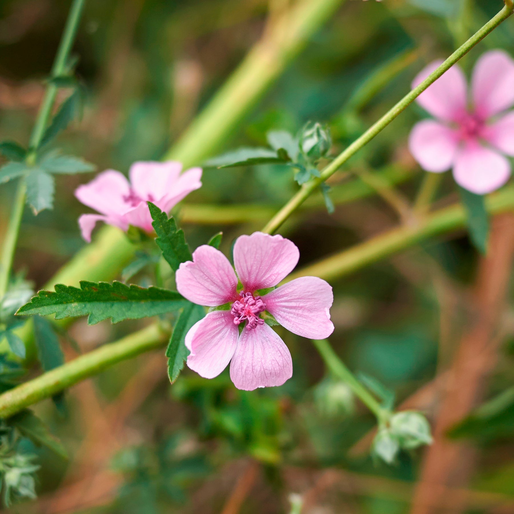 Mauves - Guimauve à feuilles de chanvre - Althaea cannabina