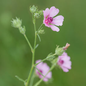Vente Guimauve à feuilles de chanvre - Althaea cannabina