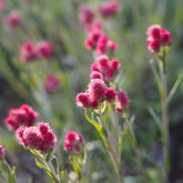 Antennaire dioïque Rubra - Willemse