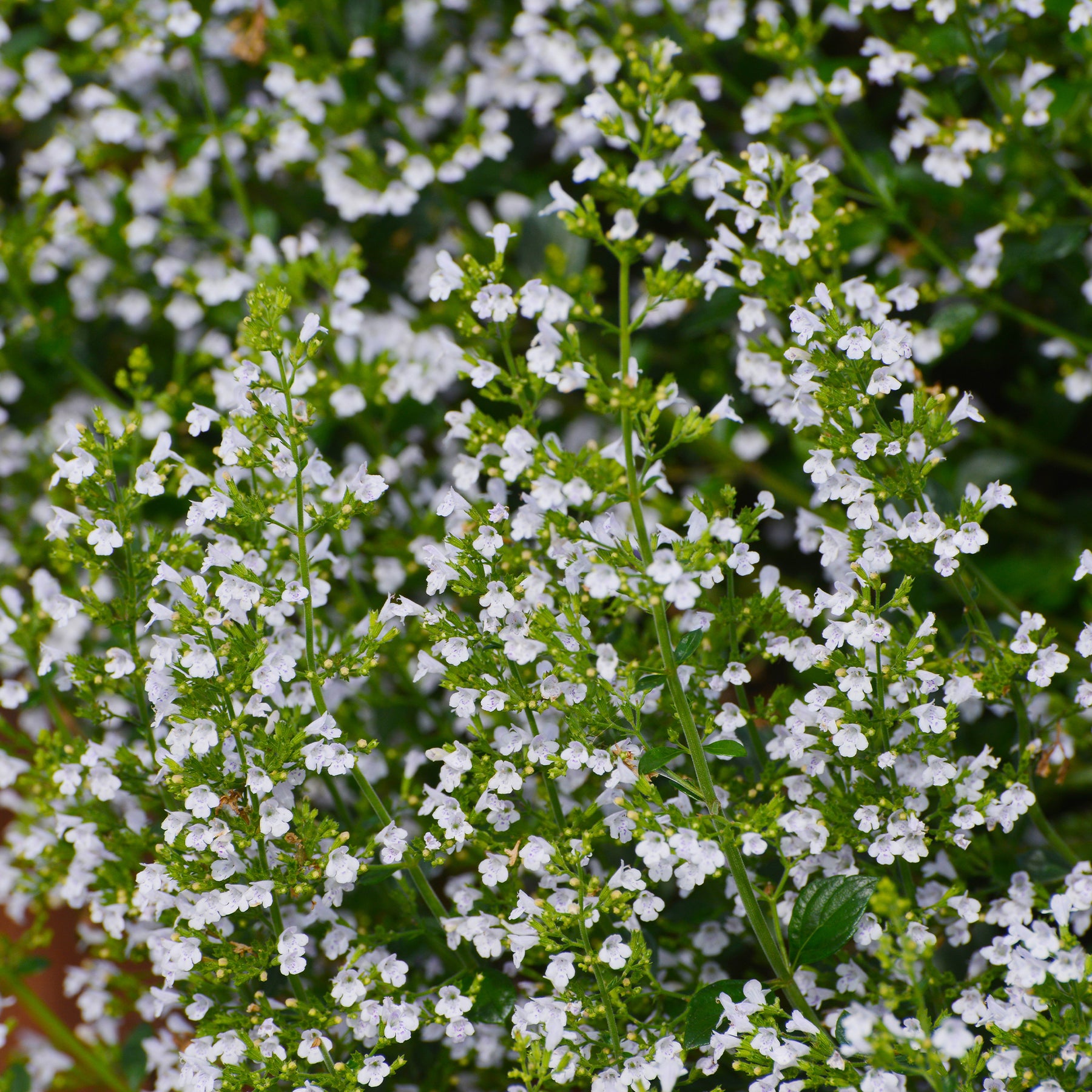 Petit calament - Calamintha nepeta subsp. nepeta - Willemse
