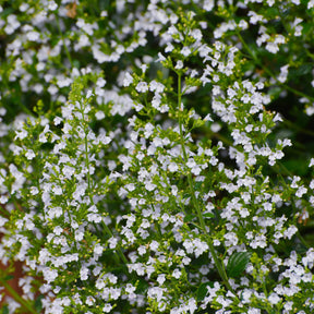 Petit calament - Calamintha nepeta subsp. nepeta - Willemse