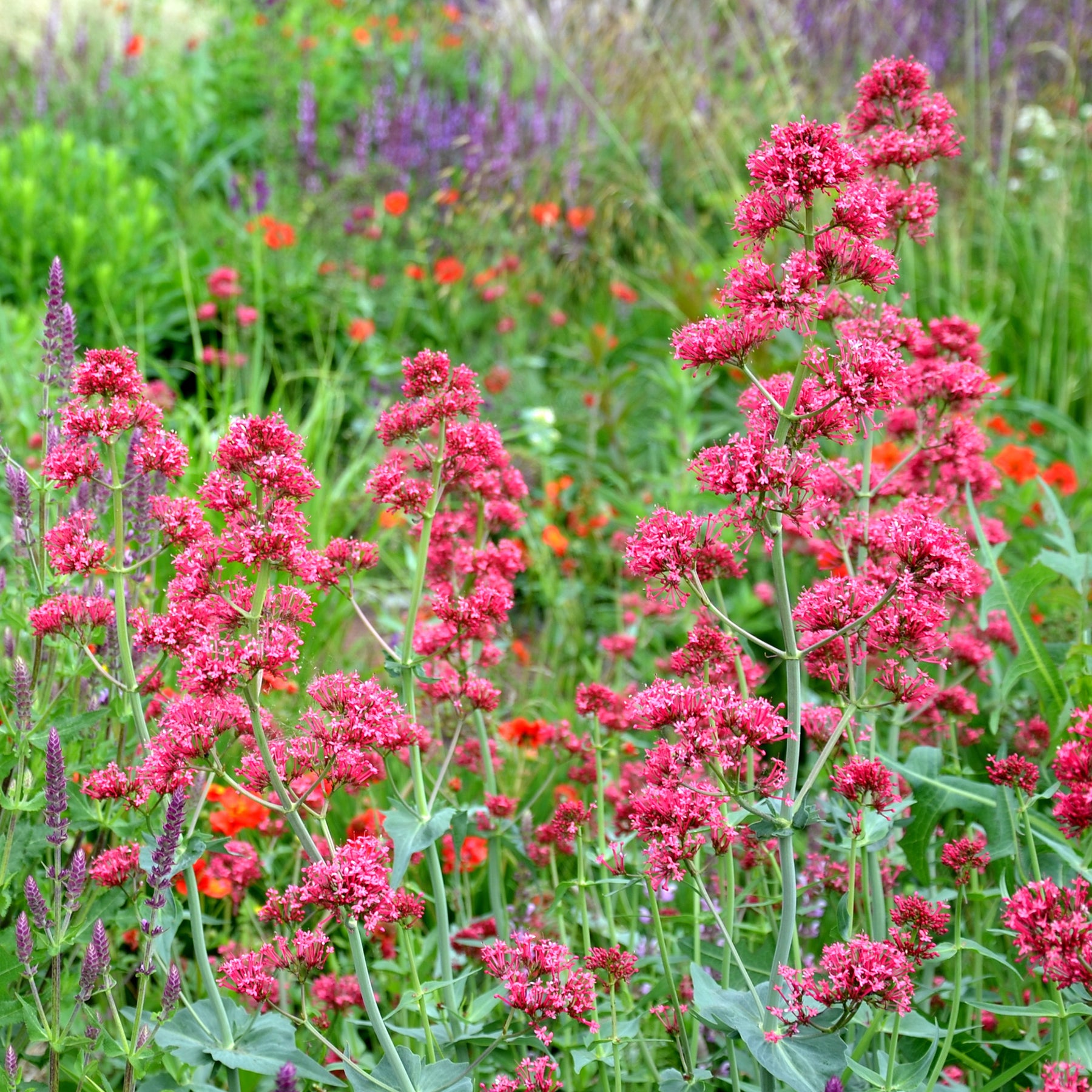 Valériane coccineus - Willemse