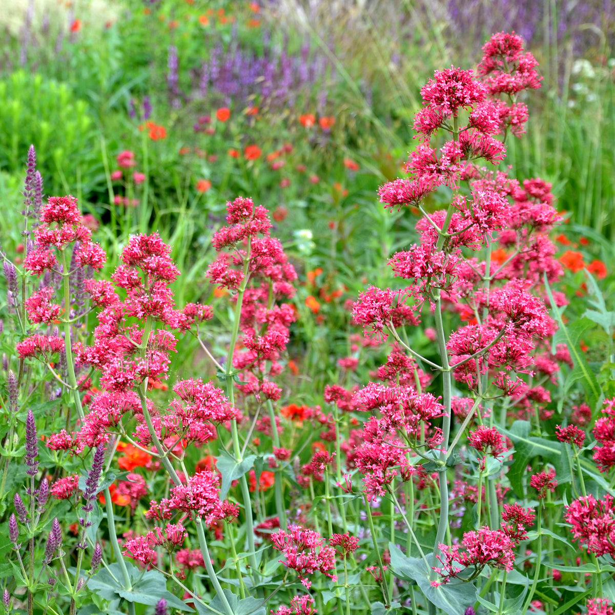 Valériane rouge
