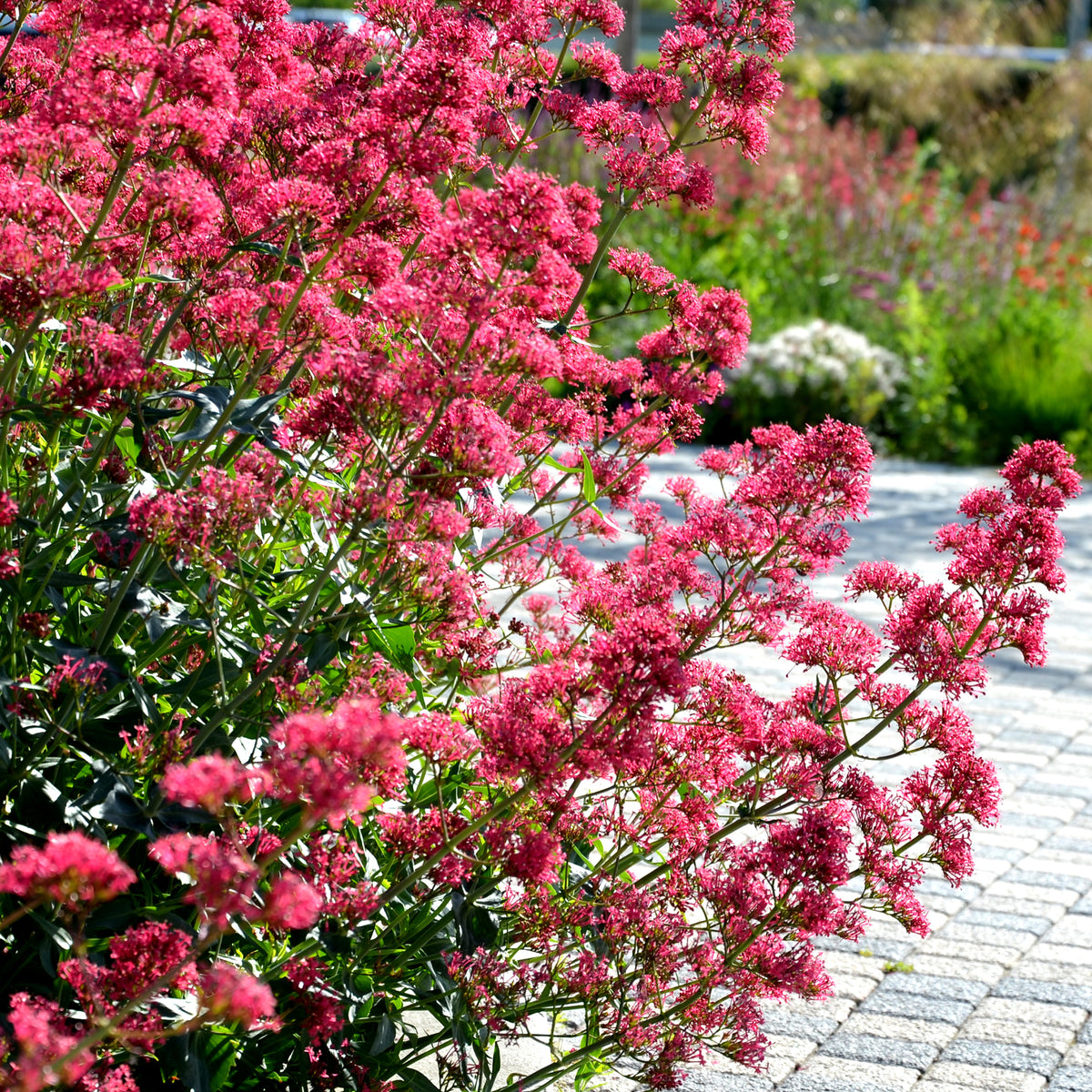 Valériane - Valériane coccineus - Centranthus ruber coccineus