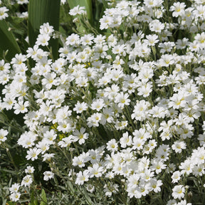 Cerastium biebersteinii - Céraiste de Bieberstein - Céraistes