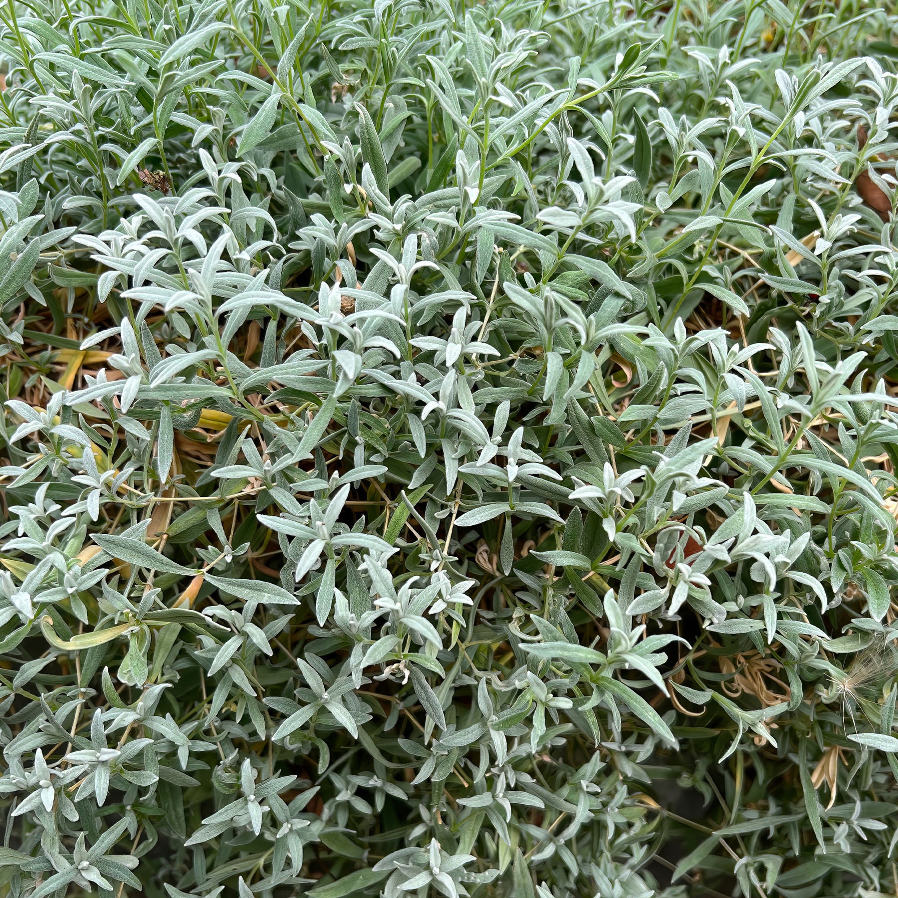 Céraistes - Céraiste de Bieberstein - Cerastium biebersteinii