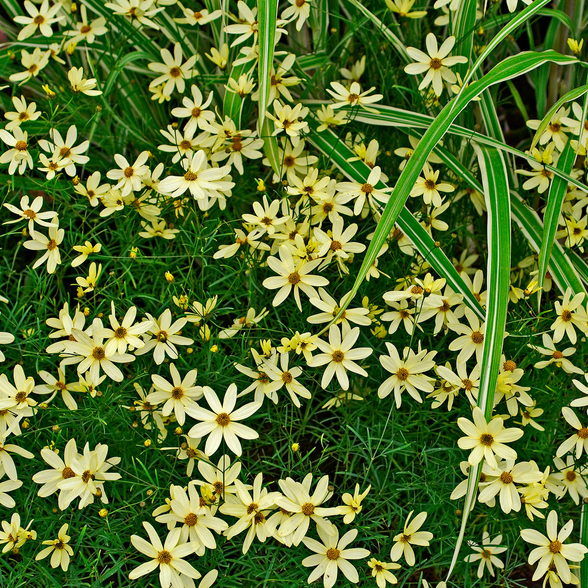 Coreopsis verticillé Moonbeam - Coreopsis verticillata Moonbeam - Willemse