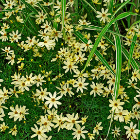 Coreopsis verticillata Moonbeam - Coreopsis verticillé Moonbeam - Coréopsis