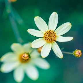 Coréopsis - Coreopsis verticillé Moonbeam - Coreopsis verticillata Moonbeam