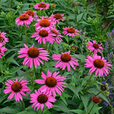 Echinacée pourpre Fatal Attraction - Willemse
