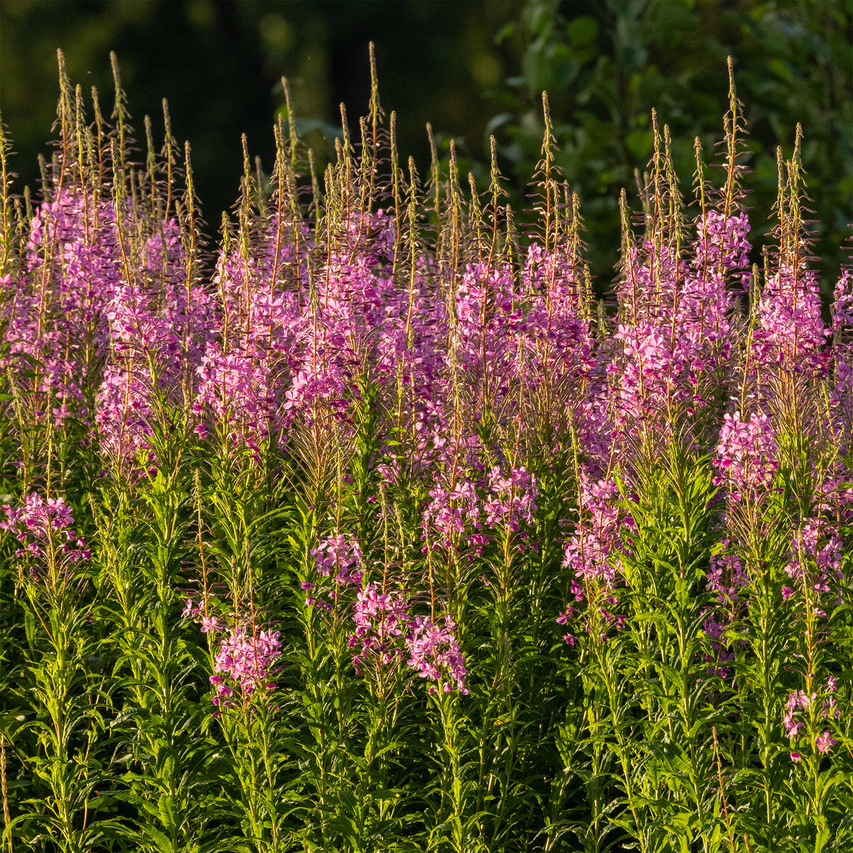 Épilobe - Epilobium angustifolium - Willemse
