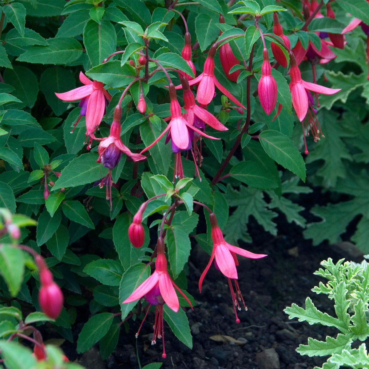 Fuchsia Tom Thumb, floraison facile à l'ombre