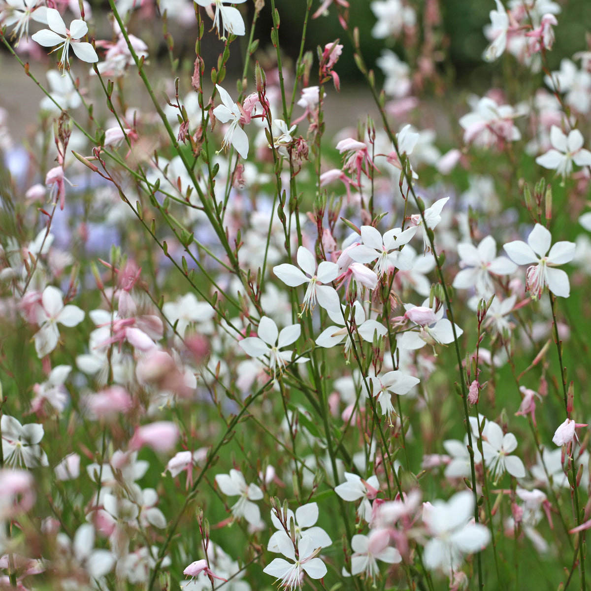 Gaura Summer Breeze - Willemse