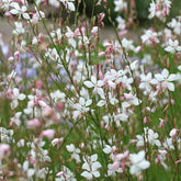 Gaura Summer Breeze - Willemse
