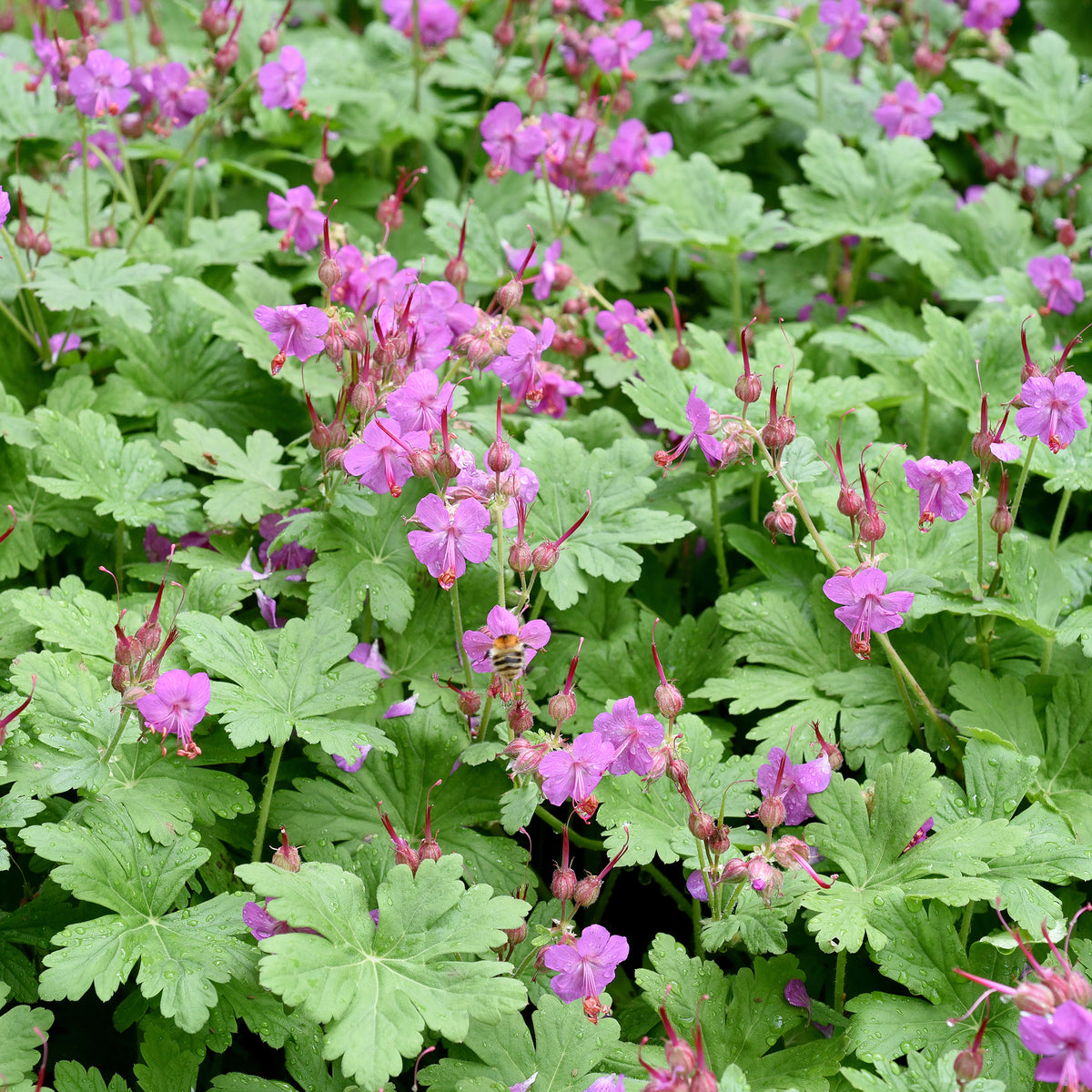 Géranium vivace - Geranium macrorrhizum - Willemse
