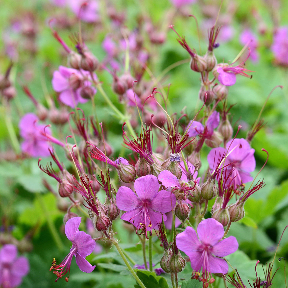 Géranium vivace - Willemse