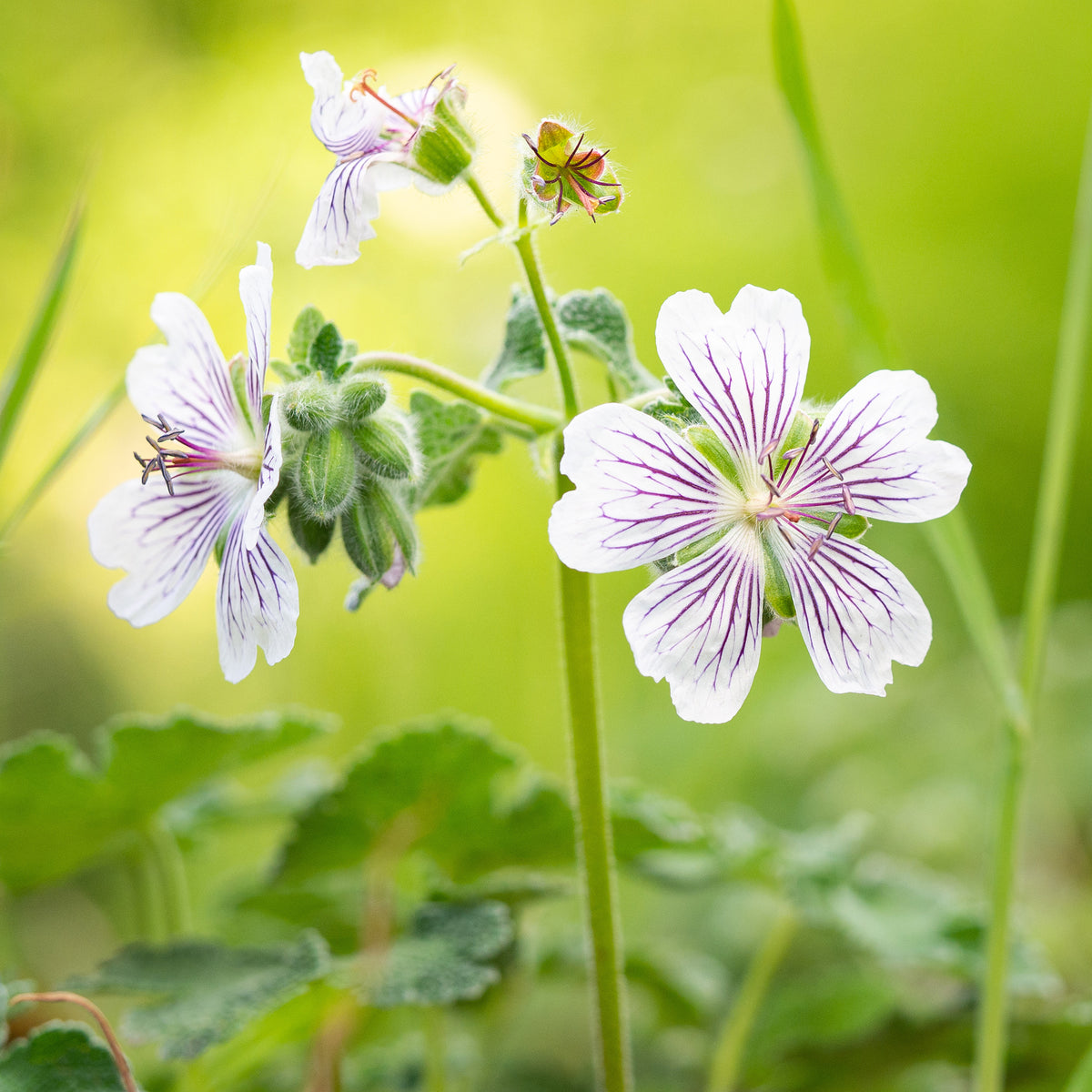 Géranium vivace à feuilles de crèpe - Willemse