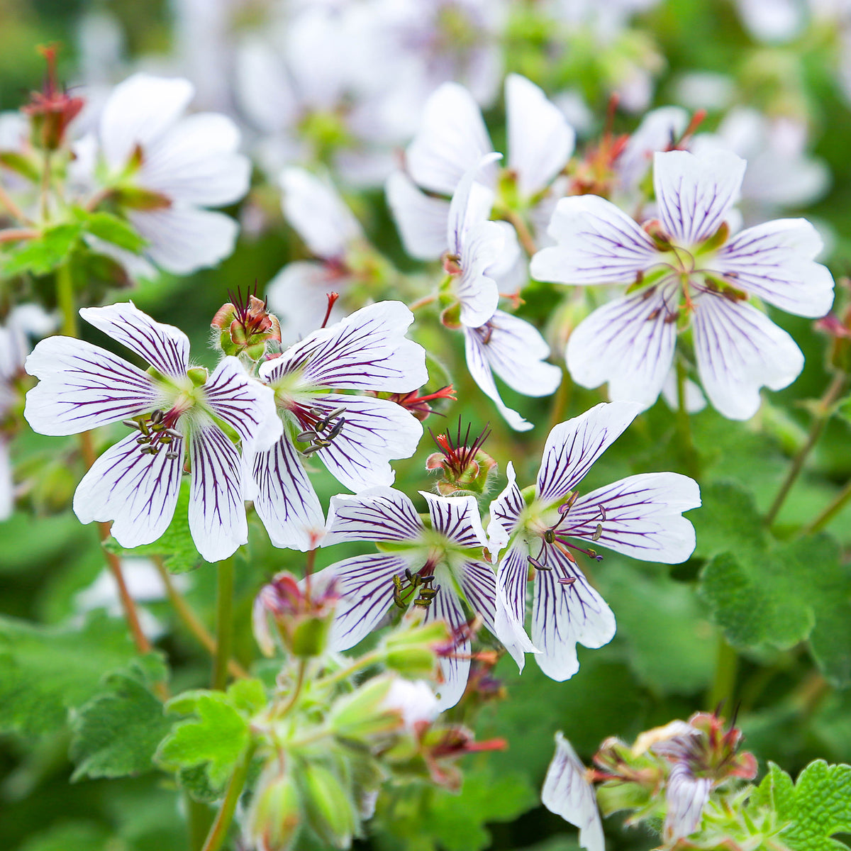 Géranium vivace à feuilles de crèpe