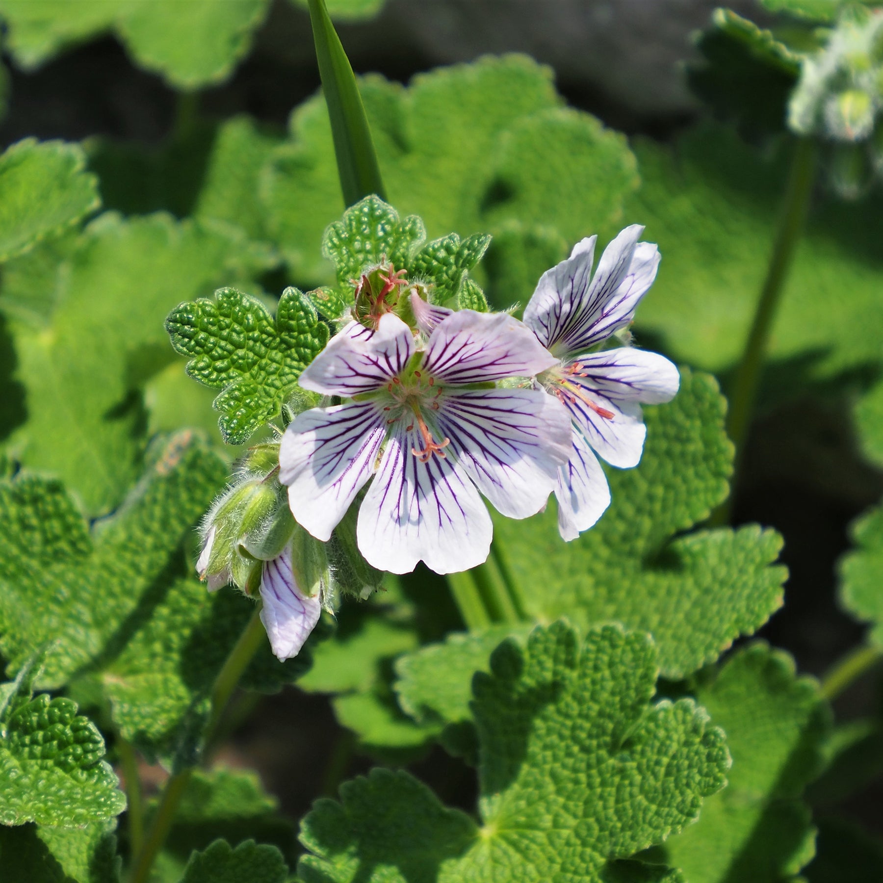 Géranium vivace à feuilles de crèpe