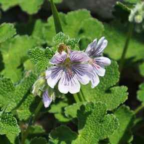 Géranium vivace à feuilles de crèpe