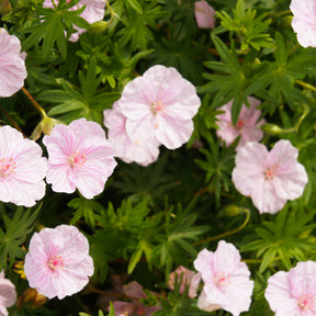 Géranium vivace sanguin  strié - Geranium sanguineum striatum - Willemse