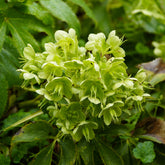 Hellébore de Corse - Willemse