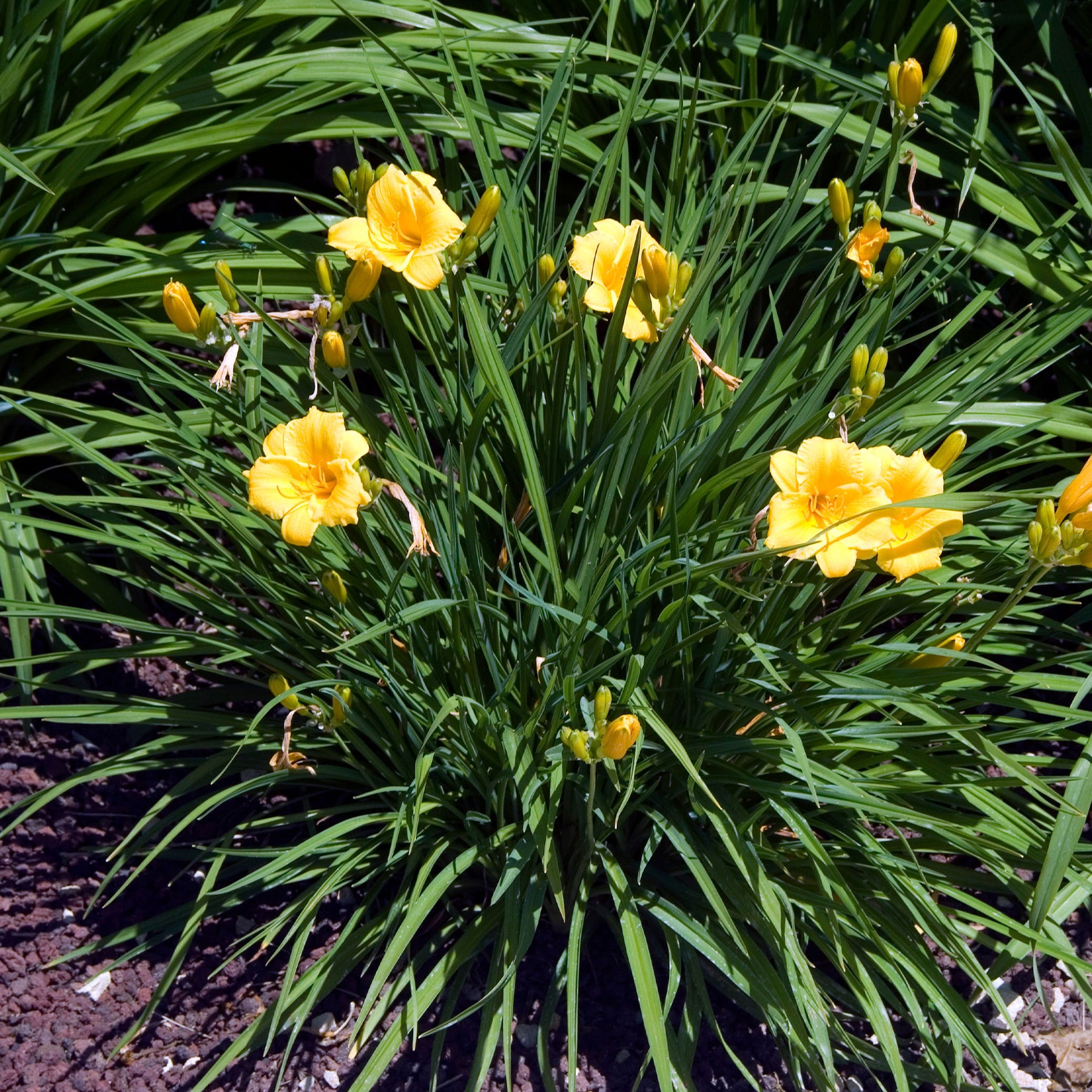 Hémérocalle - Hémérocalle Stella de Oro - Hemerocallis Stella de Oro