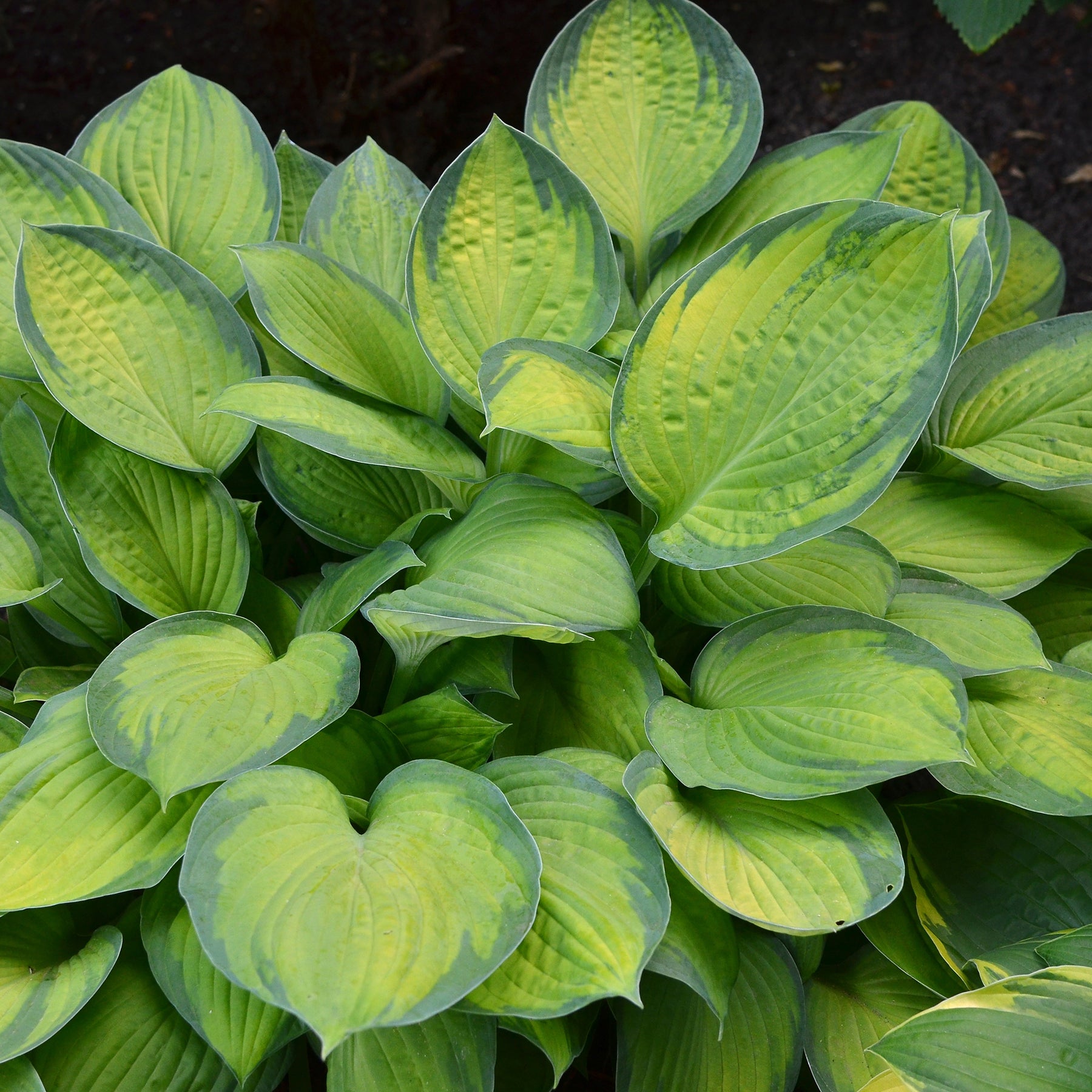 Hosta Guacamole - Willemse