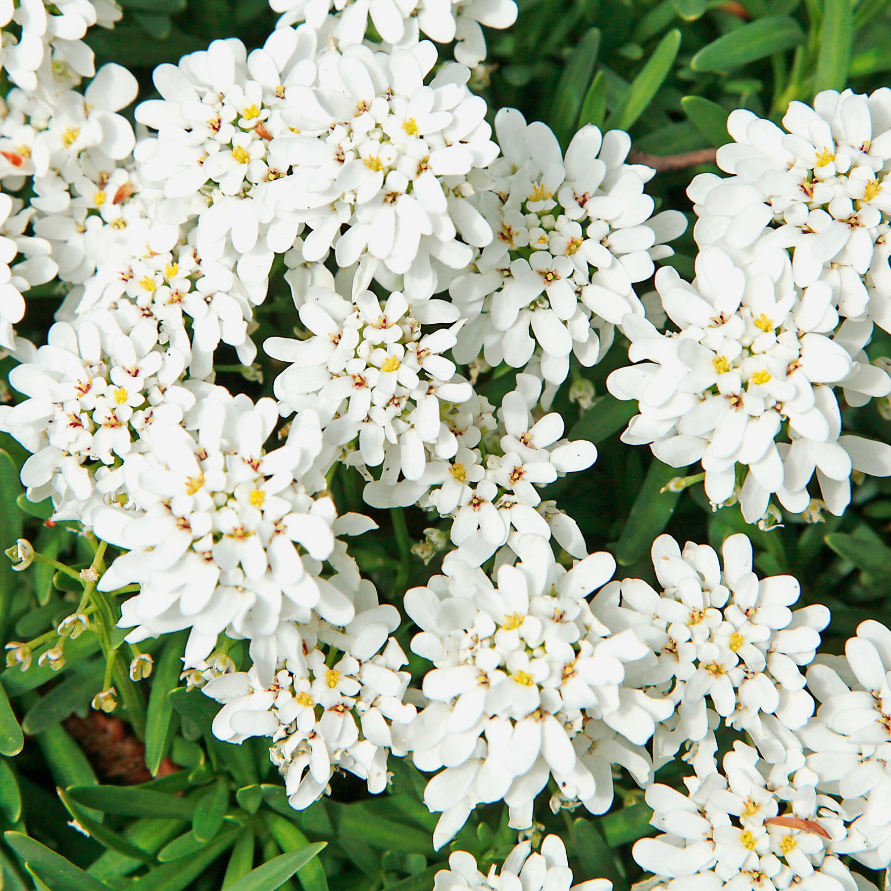 3 Corbeilles d'argent Weisser Zwerg - Iberis - Willemse