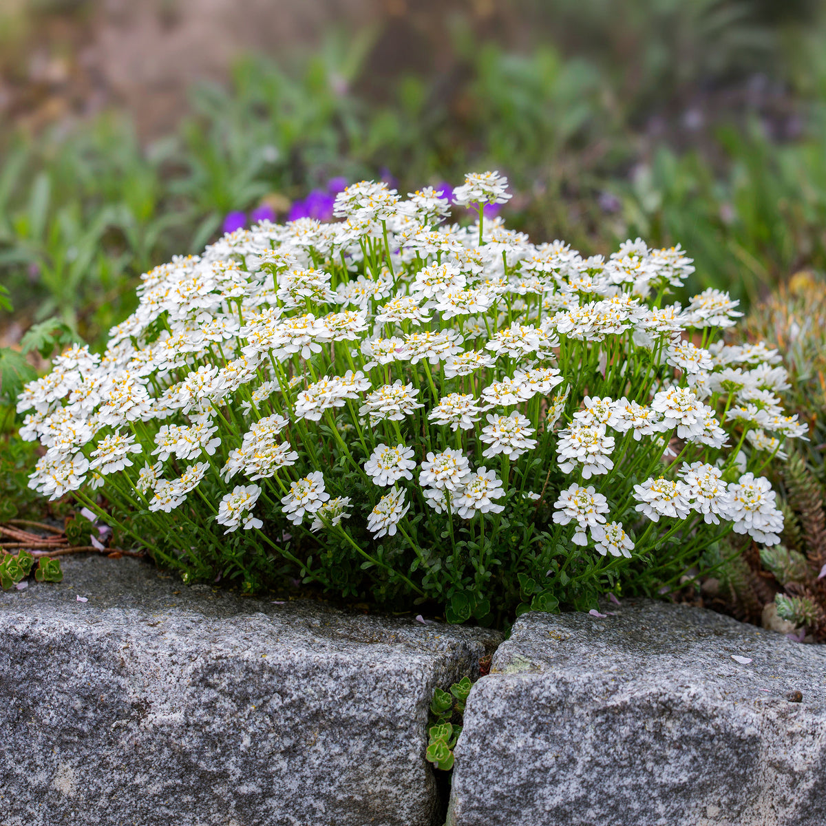 Corbeille d'argent Weisser Zwerg - Iberis - Willemse