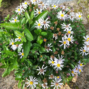 Kalimeris incisa nana blue - Kaliméris Nana Blue - Kalimeris