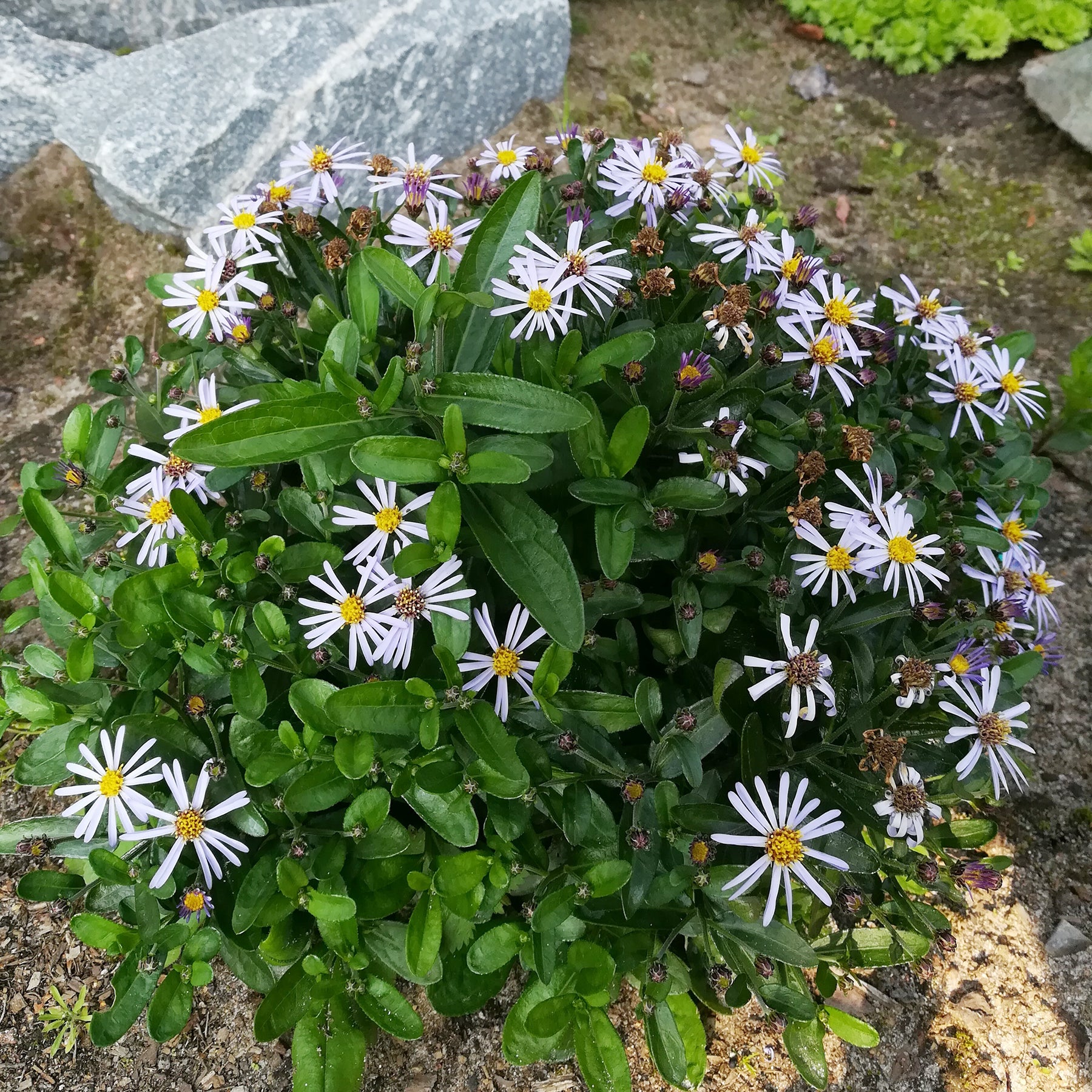 Kaliméris Nana Blue - Willemse