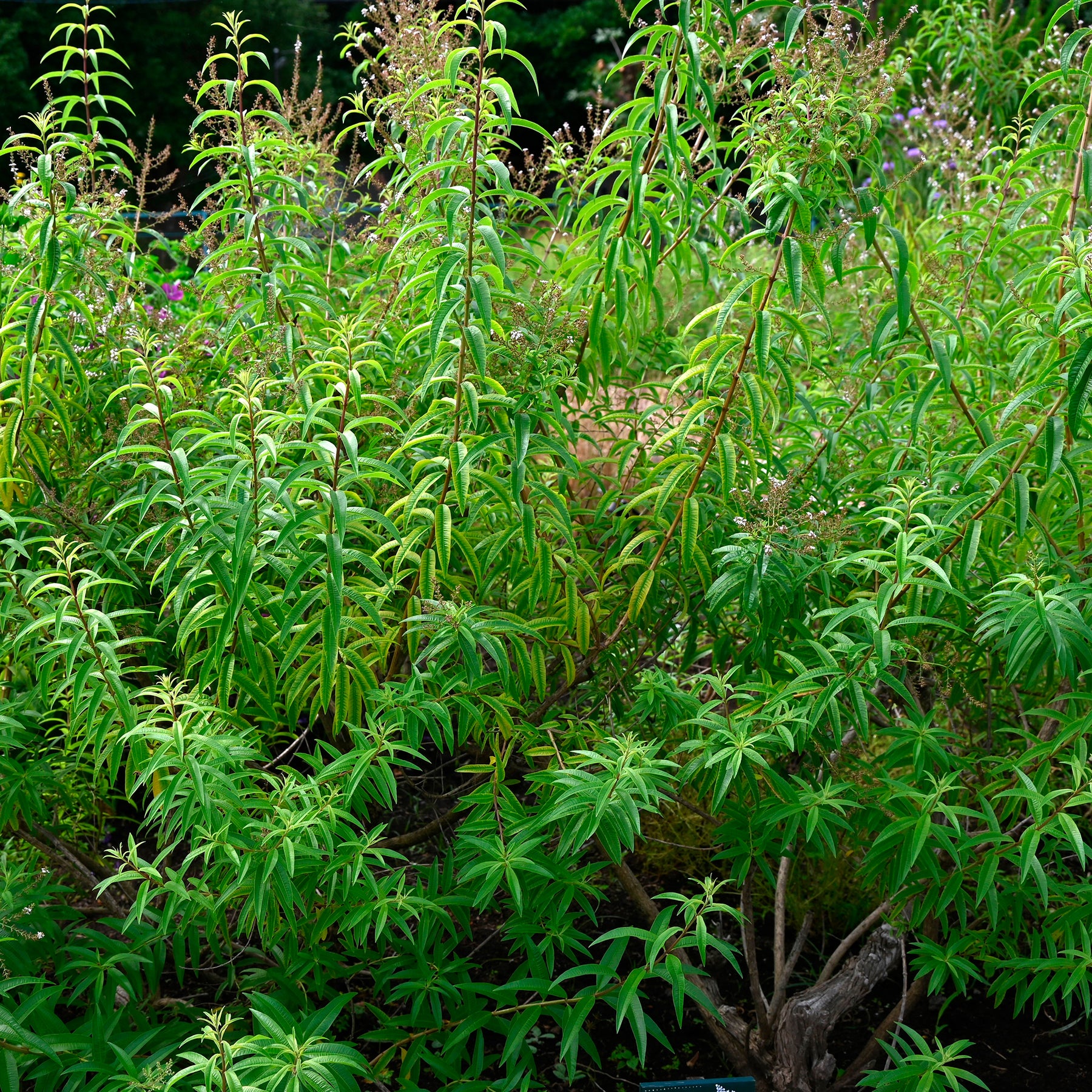 Verveine citronnelle - Aloysia citrodora - Willemse