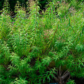 Verveine citronnelle - Aloysia citrodora - Willemse
