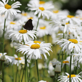 Marguerite d'été Alaska - Leucanthemum x superbum alaska - Willemse