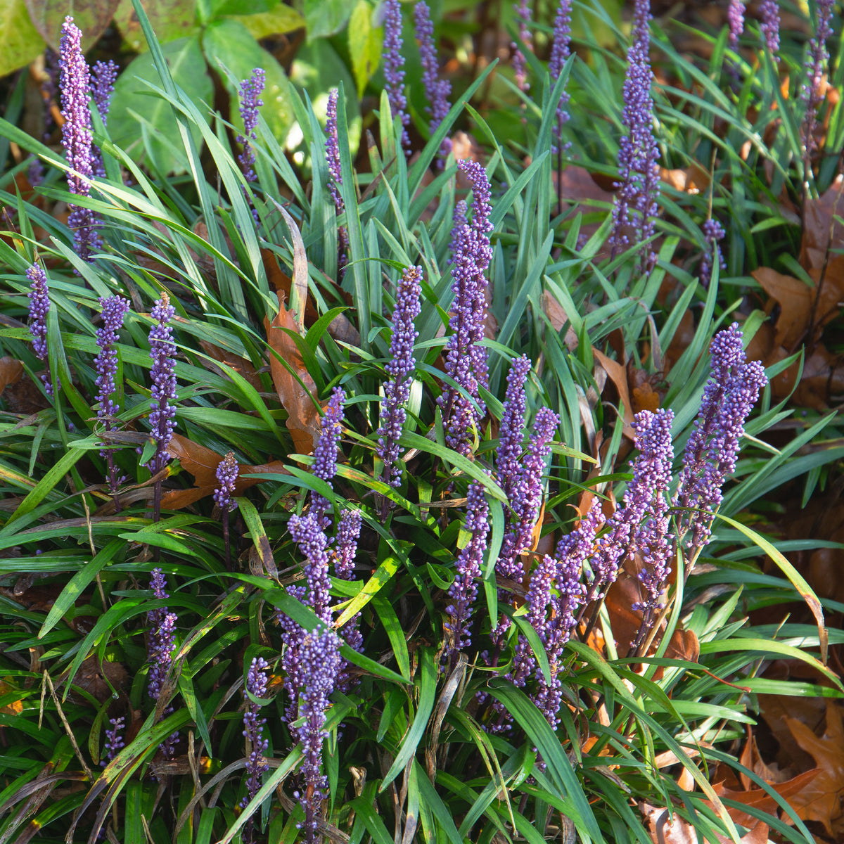 Liriope muscari Evergreen Giant - Willemse