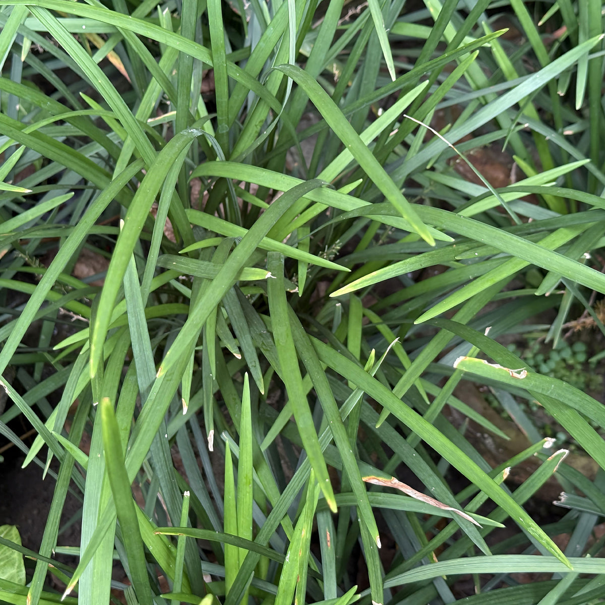 Liriope muscari Evergreen Giant - Liriope muscari evergreen giant - Willemse