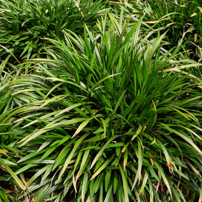 Liriope muscari evergreen giant - Liriope muscari Evergreen Giant - Liriope