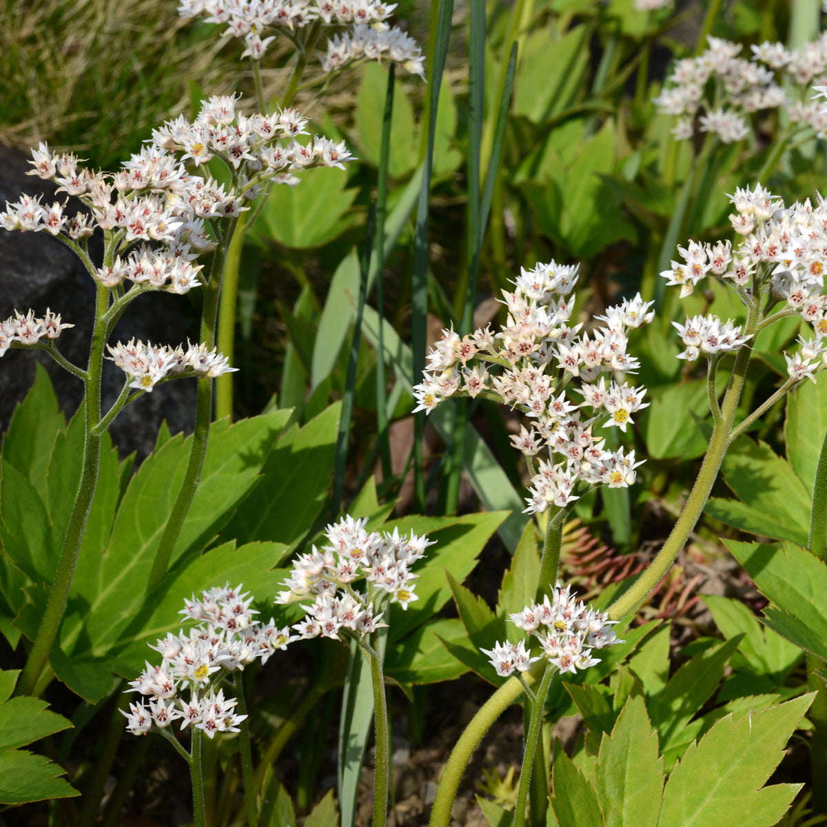 Lierre de Mandchourie Karasuba - Mukdenia rossii karasuba - Willemse