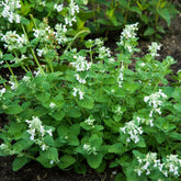 Nepeta Snowflake - Willemse