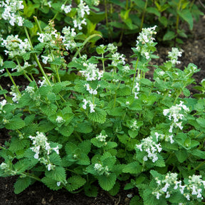 Nepeta Snowflake - Willemse