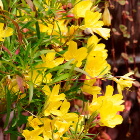 Oenothère African Sun - Onagre - Oenothera African Sun - Willemse