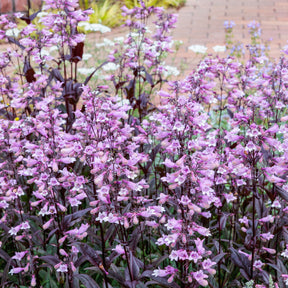 Galane Dark Towers - Penstemon - Willemse