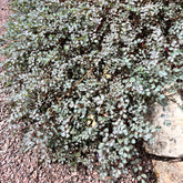 Mouton végétal - Raoulia - Willemse