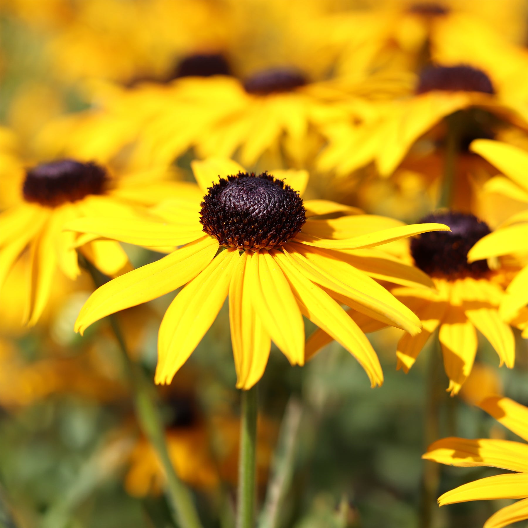 Rudbeckia Early Bird Gold - Rudbeckia fulgida Early Bird Gold - Willemse