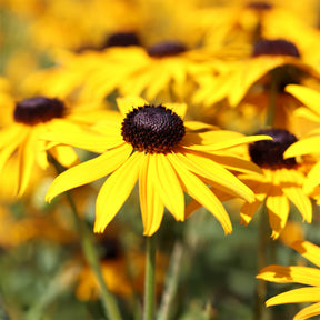 Rudbeckia Early Bird Gold - Rudbeckia fulgida Early Bird Gold - Willemse