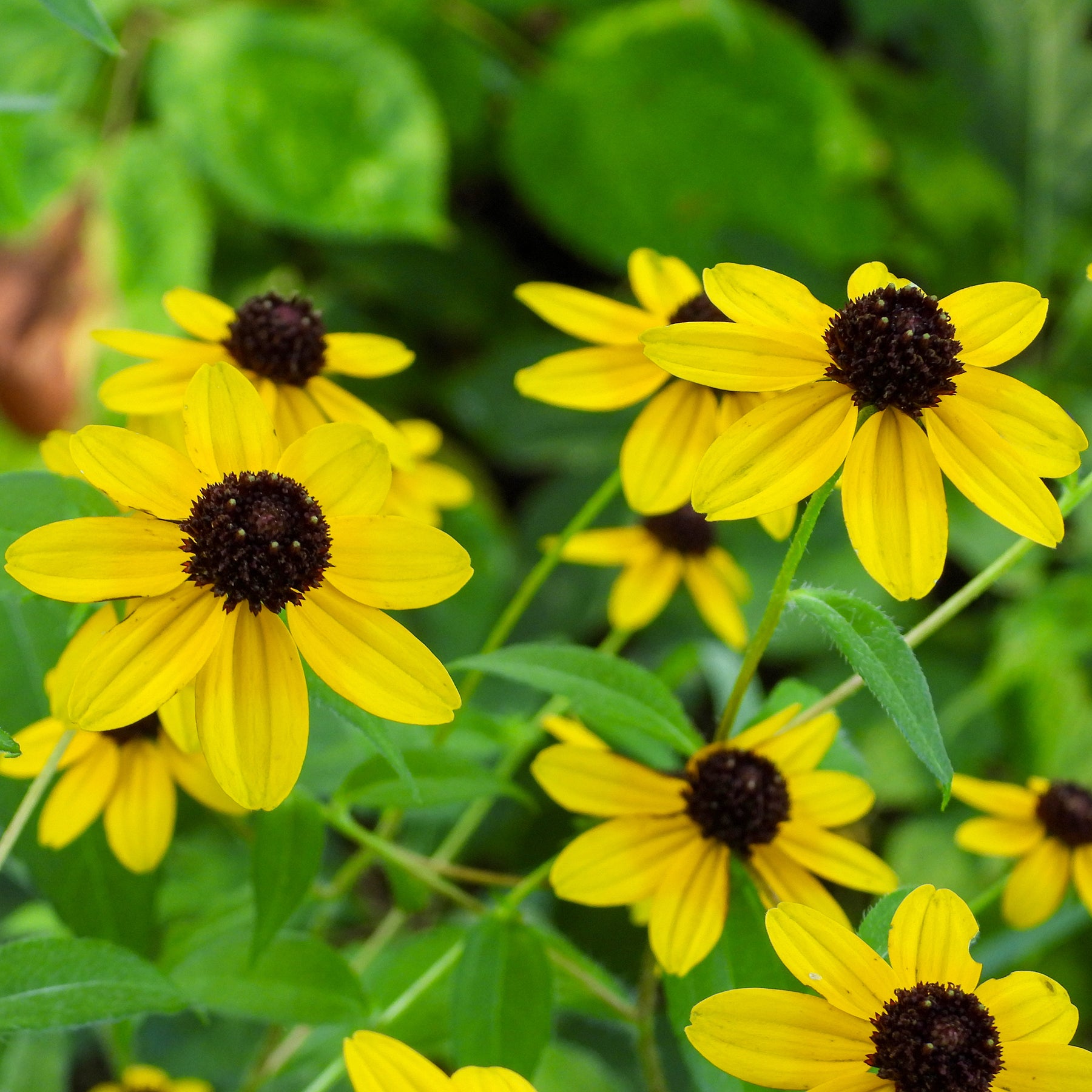 Vente Rudbeckia trilobée - Rudbeckia  triloba